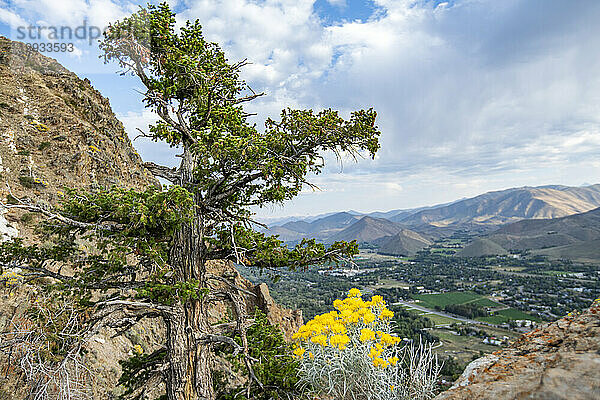 USA  Idaho  Hailey  Wildblumen und Baum entlang des Carbonate Mountain Trail