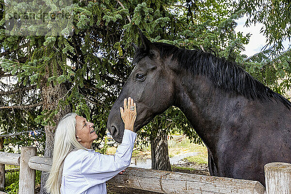 Ältere Frau streichelt die Wange eines großen Percheron-Zugpferdes