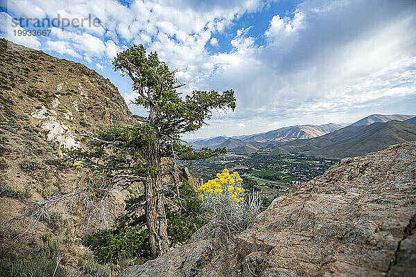 USA  Idaho  Hailey  Wildblumen und Baum entlang des Carbonate Mountain Trail