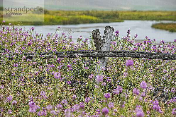 Rosa Wildblumen und Holzzaun am Fluss