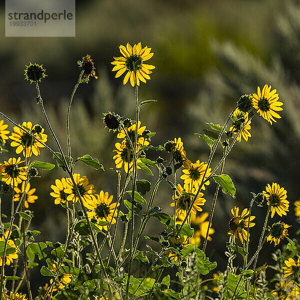 Büschel Sonnenblumen blühen im Morgenlicht