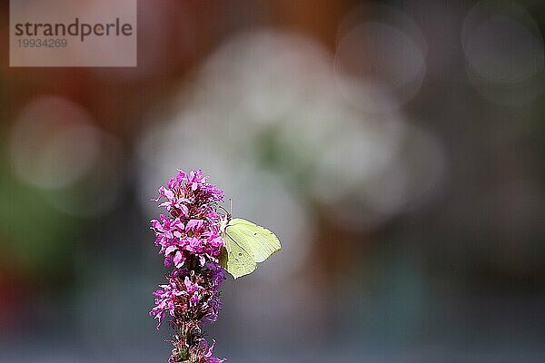 Zitronenfalter (Gonepteryx rhamni) bei der Nahrungsaufnahme an einer Blüte des Blutweiderichs (Lythrum salicaria)  Bokeh im Hintergrund  Wilnsdorf  Nordrhein-Westfalen  Deutschland  Europa