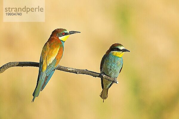 Bienenfresser (Merops apiaster) Tierpaar  sitzten auf einem Ast und blicken in die gleiche Richtung  Vorderansicht und Rückenansicht Rheinland-Pfalz  Deutschland  Europa