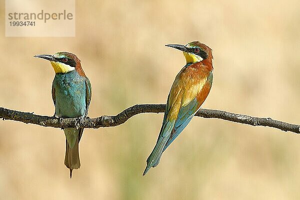 Bienenfresser (Merops apiaster) Tierpaar  sitzten auf einem Ast und blicken in die gleiche Richtung  Vorderansicht und Rückenansicht Rheinland-Pfalz  Deutschland  Europa