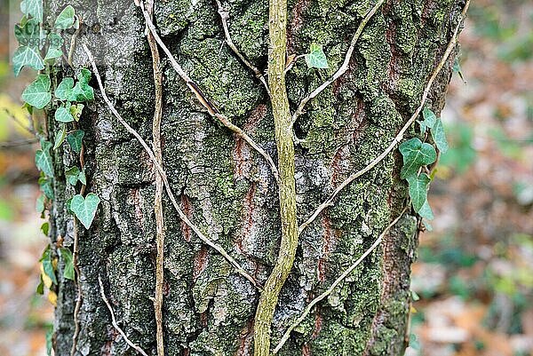 Efeu an einem Baum