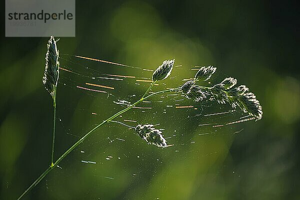 Gräser mit Spinnweben im Gegenlicht