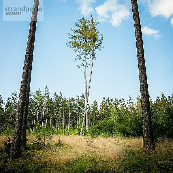 Zwei Lärchen stehen zusammen im Wald