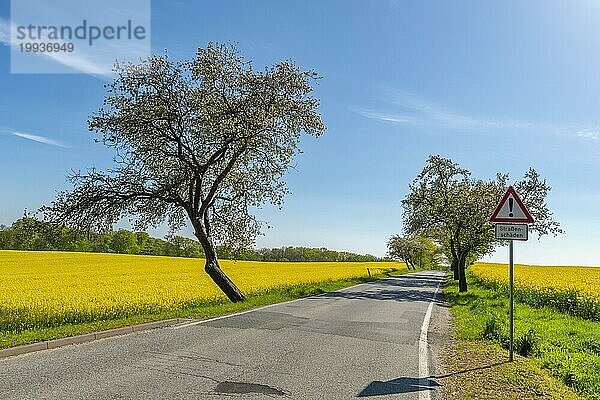 Landstraße  niemand  Rapsfeld  Raps (Brassica napus)  Kirschbäume (cerasus)  Rehna  Mecklenburg-Vorpommern  Deutschland  Europa