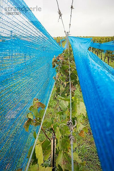 Blaues Netz in einem Weinberg zum Schutz vor Vögeln