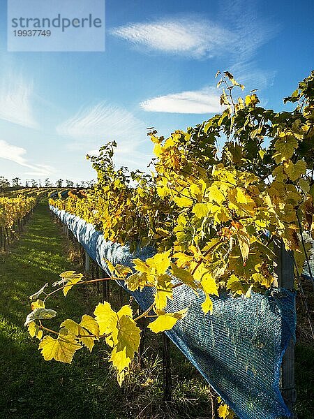 Weinblätter im Weinberg im Gegenlicht
