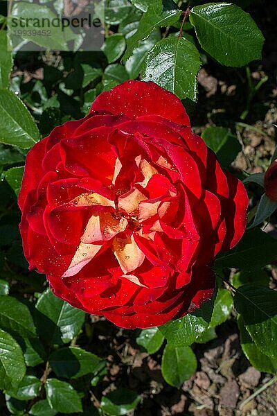 Blühende schöne bunte Rose im Garten Natur Hintergrund