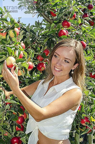Junge attraktive blonde lächelnde Frau beim Apfelpflücken im Obstbezirk von Schonen  Kivik  Österlen  Schonen  Schweden  Skandinavien  Europa