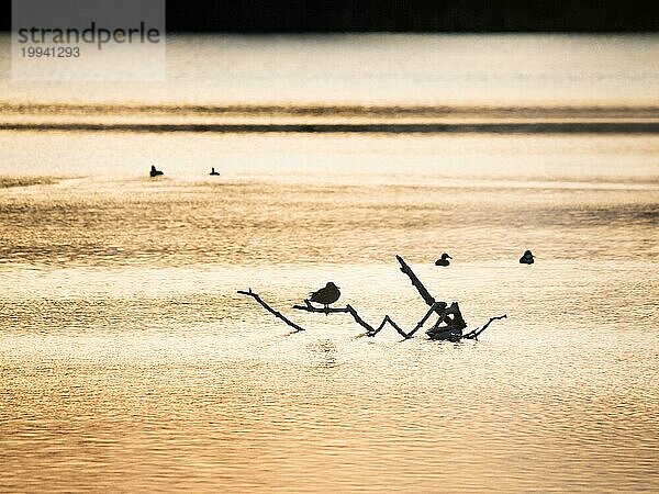 Silhouette von Enten auf einem Ast in ruhigem Wasser