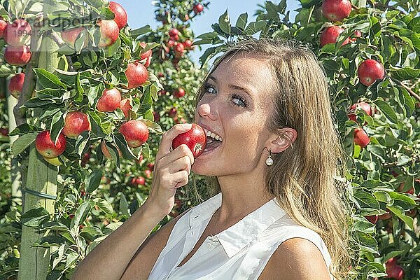 Junge attraktive blonde lächelnde Frau beim Apfelpflücken im Obstbezirk von Schonen  Kivik  Österlen  Schonen  Schweden  Skandinavien  Europa