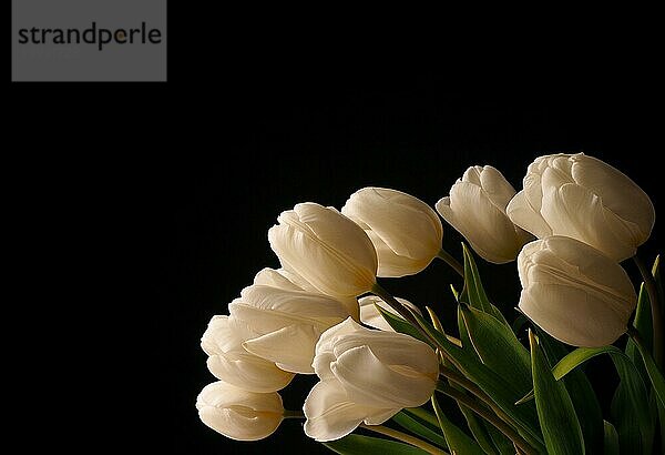 Schöne weiße Tulpen auf einem dunklen Hintergrund  Grußkarte Hintergrund