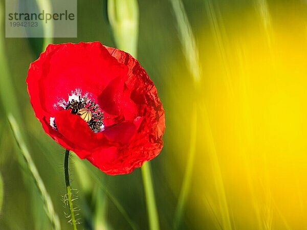 Mohnblumen als Paar