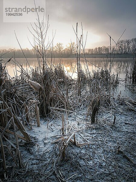 Raureif auf Schilf auf dem See