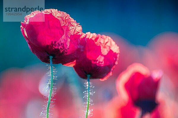 Mohnblumen in Dunkelrot mit blauem Hintergrund