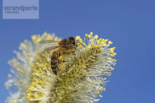 Biene im Weidenkätzchen