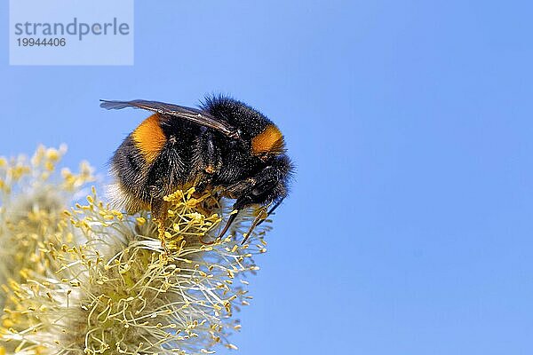 Hummel auf einer Weide