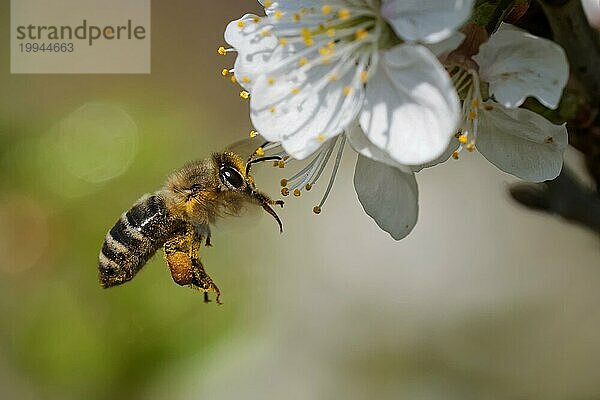 Honigbiene im Garten