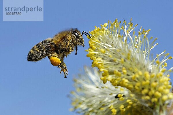 Biene im Frühling