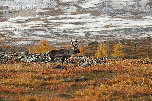Rentier in Lappland  Nord-Schweden am Abisko Nationalpark. Herbstliche Stimmung mit Schneebedeckten Bergkuppen