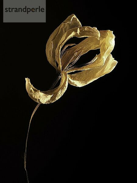 Alte verwelkte gelbe Tulpe auf einem dunklen Hintergrund  Vergangenheit Schönheit mit abstrakter Zerbrechlichkeit