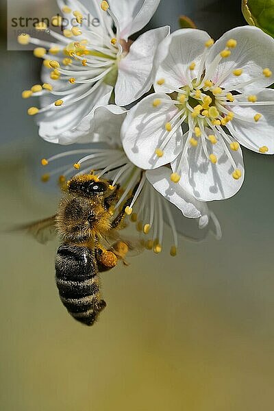 Biene bestäubt Blüte