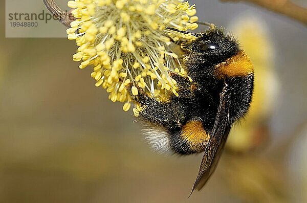 Hummel am Weidenkätzchen