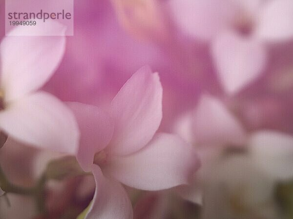 Weichzeichner rosa floralem Hintergrund