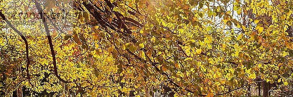 Herbst Panorama. Leuchtend gelbe Herbstblätter  Baumzweige in einem Park. Selektiver Fokus