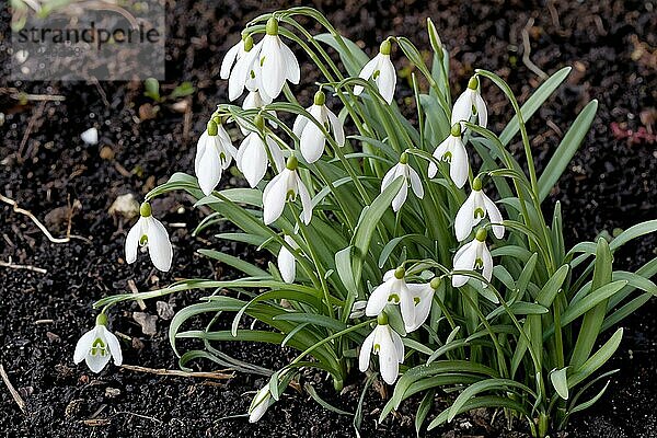 Schneeglöckchen im Garten