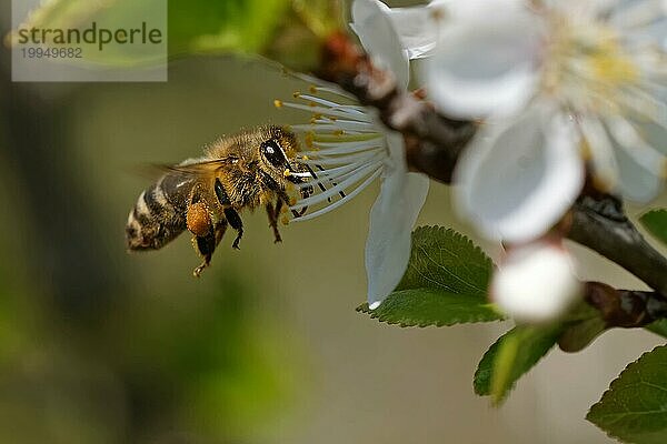 Biene bestäubt Blüten