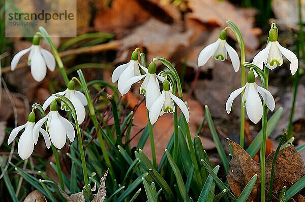 Schneeglöckchen im Garten