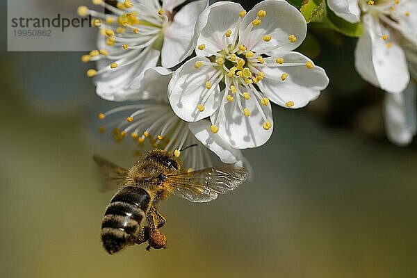 Biene bestäubt Obstbaumblüten