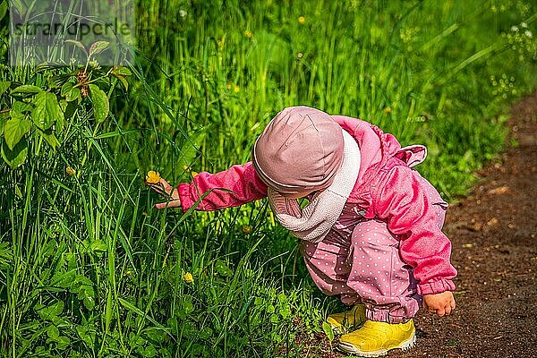 Kleines Mädchen pflückt Feldblumen