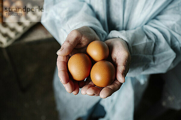 Veterinarian holding eggs in hands