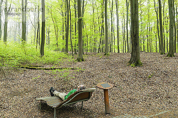 Senior man resting on bench near trees in forest