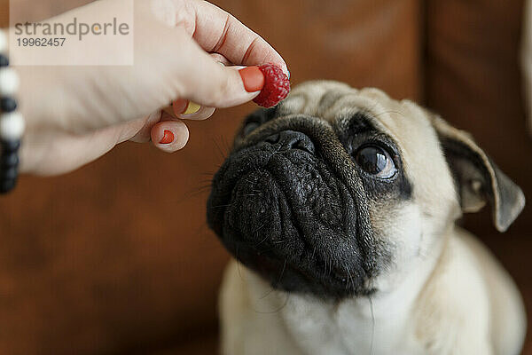 Hand of woman feeding raspberry to Pug dog