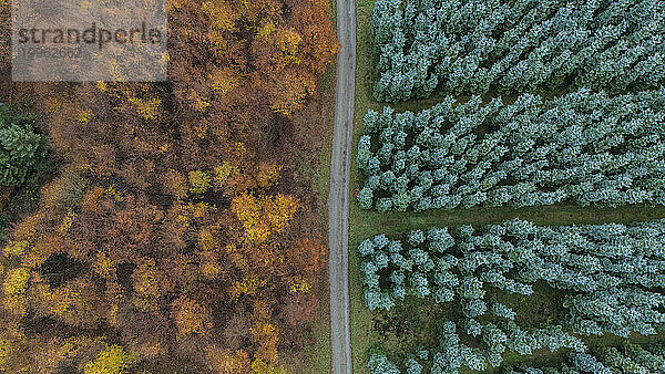 Straße inmitten von Bäumen im Wald