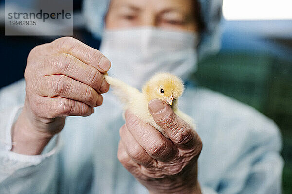 Tierarzt trägt Maske und untersucht Huhn