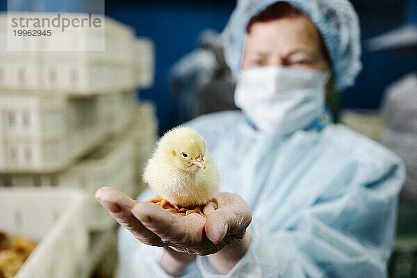 Tierarzt mit Hühnerbaby zur Hand