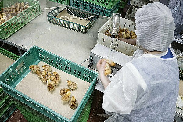 Tierarzt ordnet Hühner in Plastikkisten in der Fabrik ein