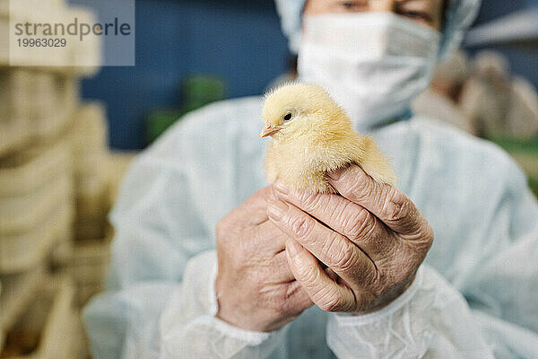 Tierarzt trägt Schutzanzug und hält Huhn in der Hand