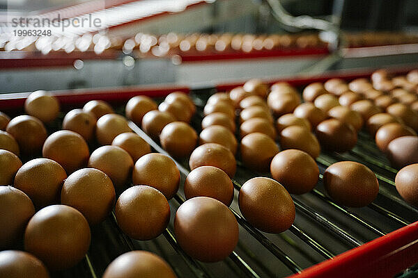 Eier auf Maschinen auf Geflügelfarm