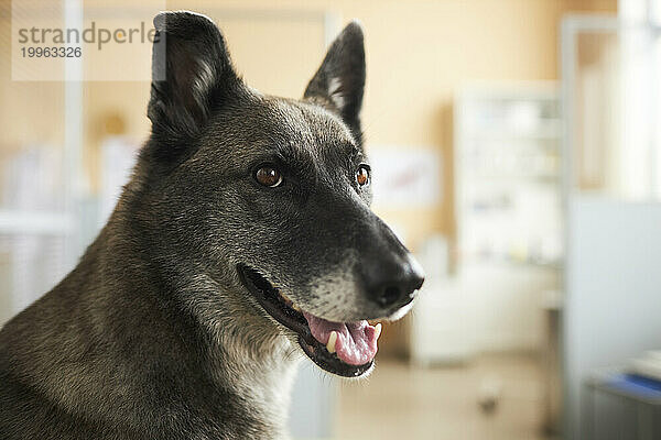 Gray dog with brown eyes in veterinary clinic