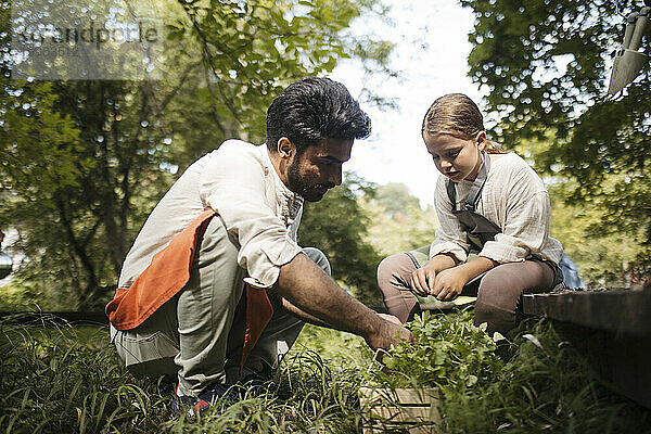Junge Männer und Mädchen bereiten Kräuter für die Anpflanzung im Gemeinschaftsgarten vor