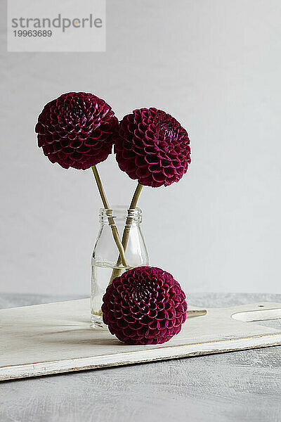 Studio shot of red blooming Ivanetti dahlias on wooden tray