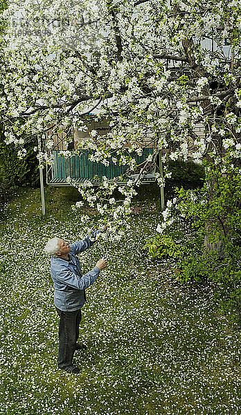 Älterer Mann beschneidet Apfelbaum im Garten